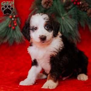 Wiggles, Mini Bernedoodle Puppy